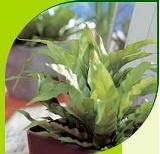 zdrowe rosliny 01