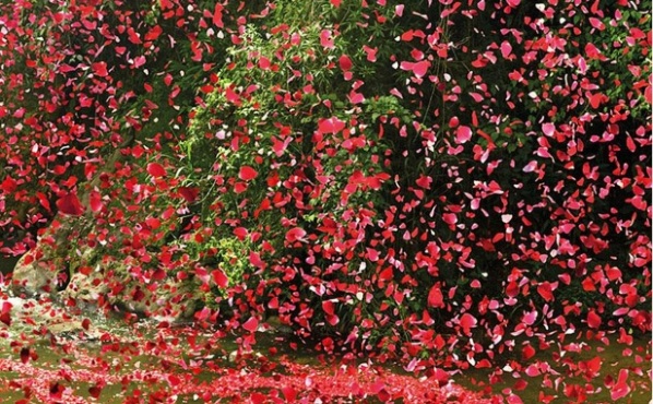 rainingflowers6