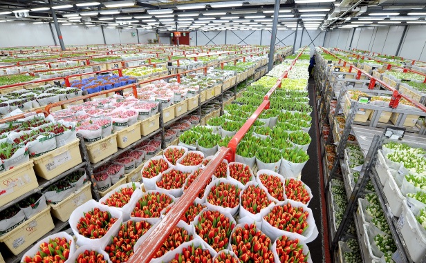 strajk pracownikow floraholland