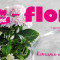 Najnowszy numer NDiO-Flora
