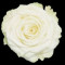 Nowość - biała róża White Naomi!